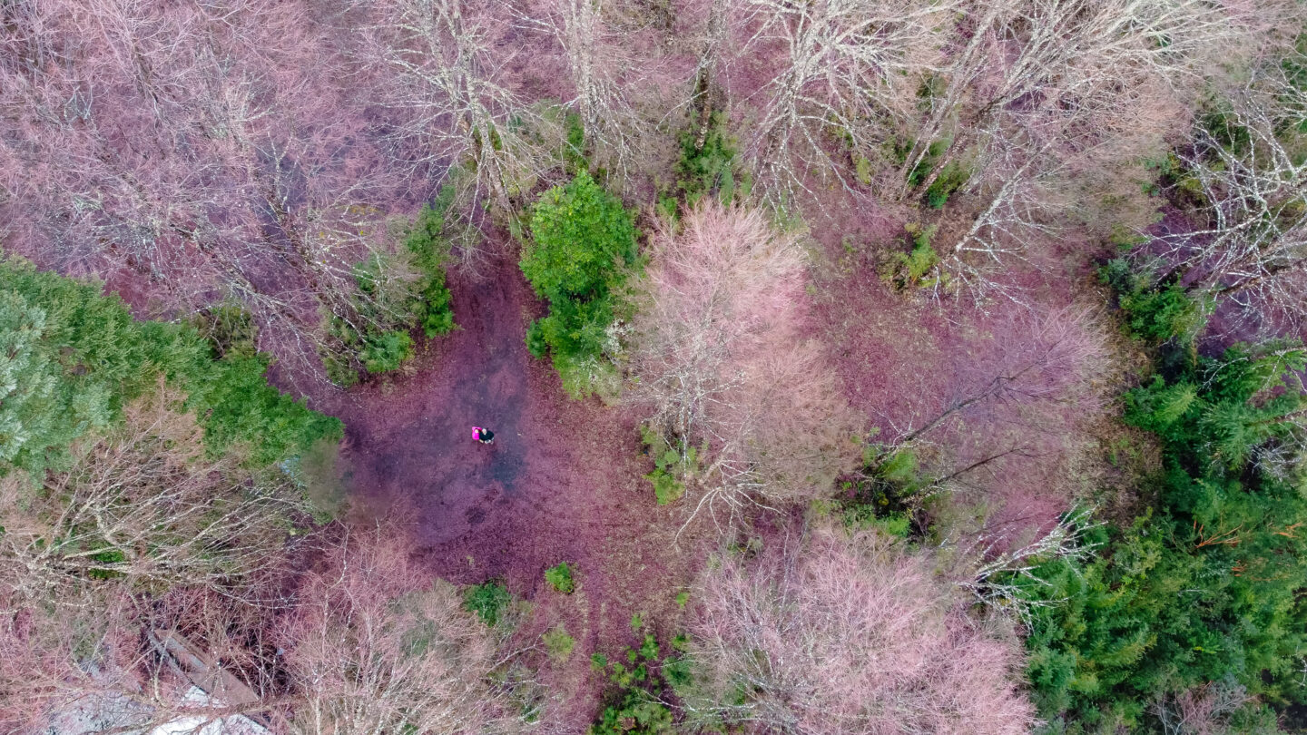 Reserva Biologica de Huilo Huilo