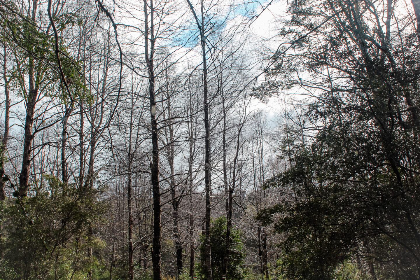 Reserva Biologica de Huilo Huilo