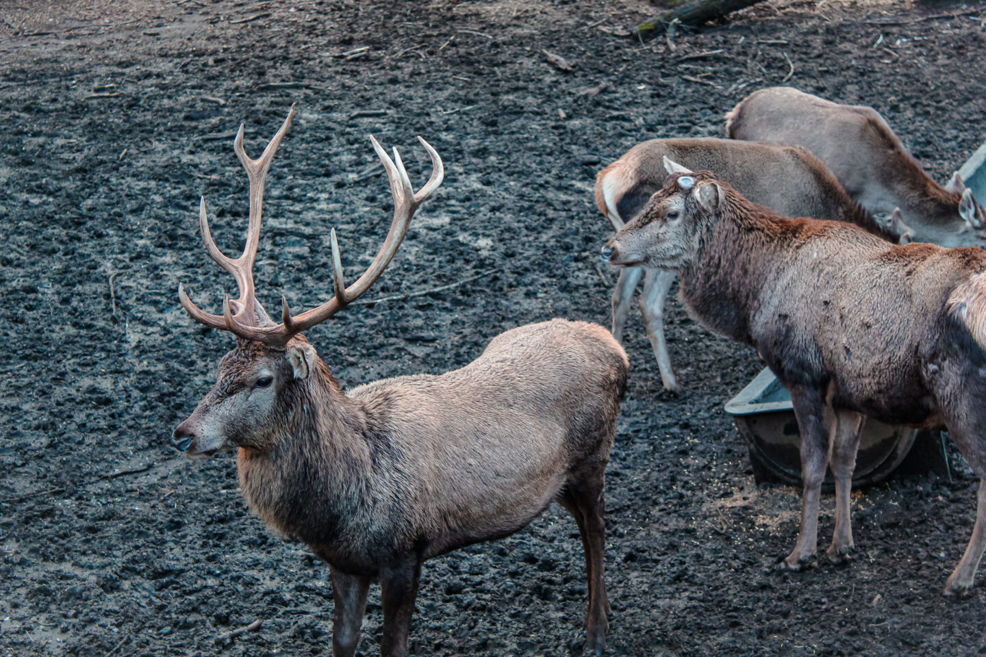 Acceso Portal Bosque de los Ciervos