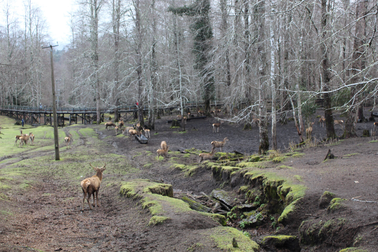 Acceso Portal Bosque de los Ciervos