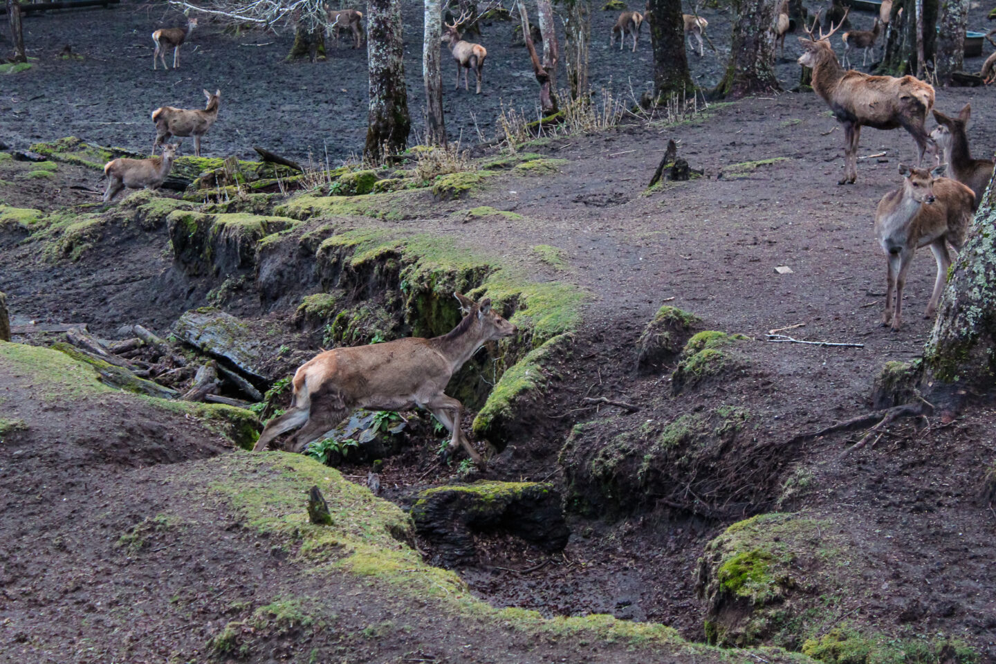 Acceso Portal Bosque de los Ciervos